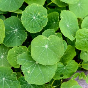 Centella-asiatica