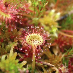 Drosera-Ramentacea
