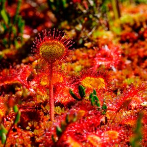 Drosera-Ramentacea