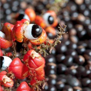 Guarana-Pianta