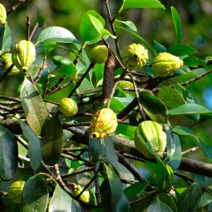 garcinia-cambogia